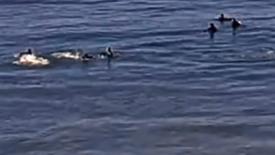 Surfistas asustados por delfines en San Clemente