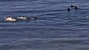Surfistas asustados por delfines en San Clemente