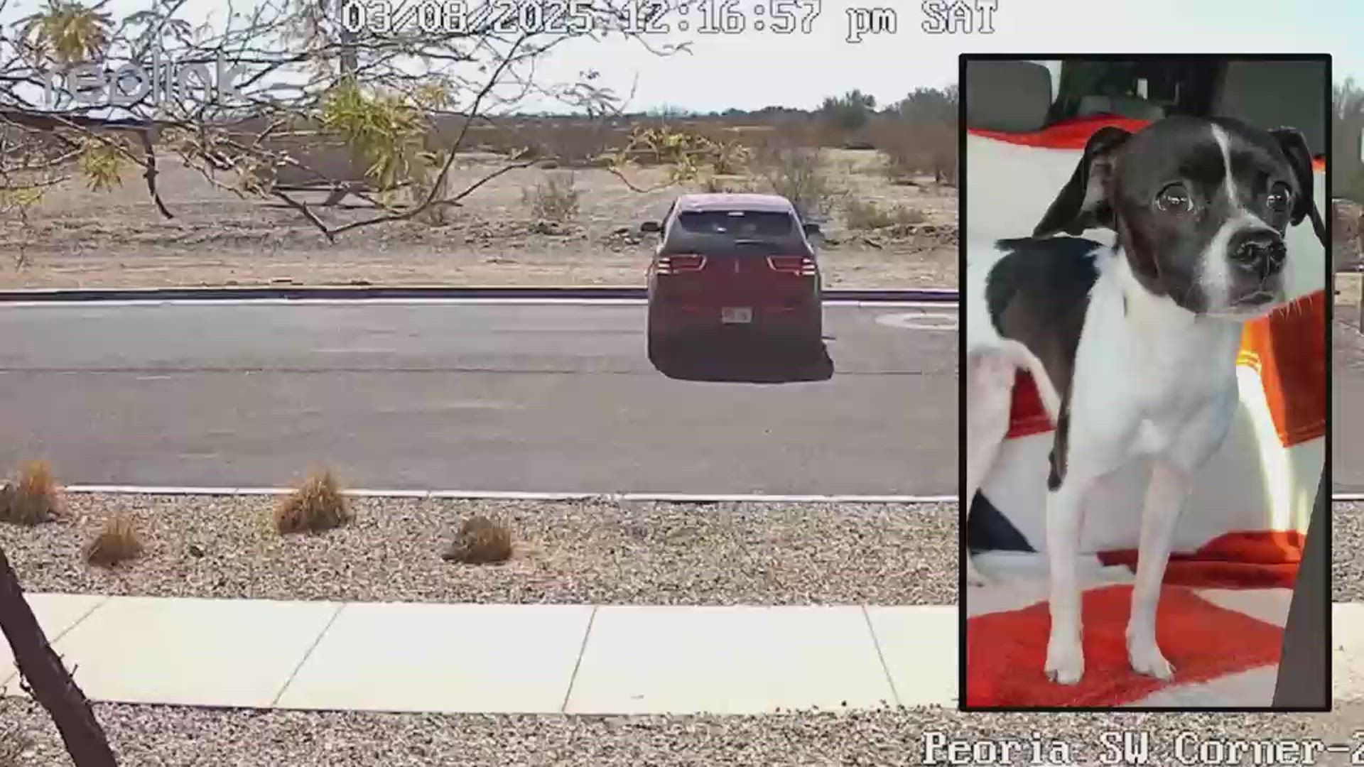 Heartless: Woman Abandons Dog on Phoenix Roadside, Community Outraged