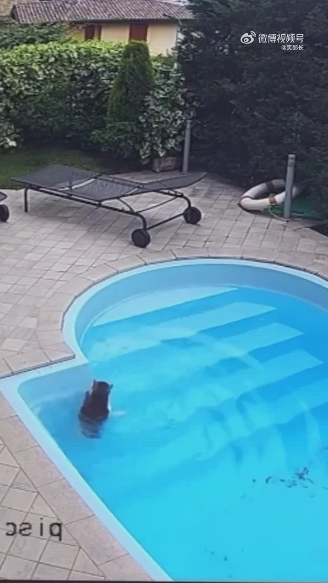 Un gato se cae a la piscina y, de repente, descubre que puede nadar
